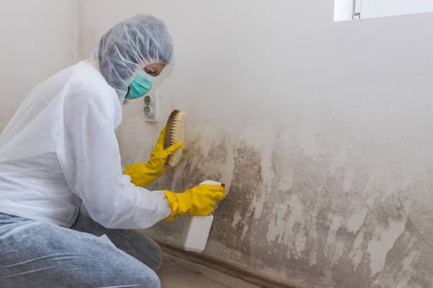 Best Post-Flood Mold Remediation in Oronoque, CT